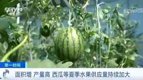 吃瓜群众西瓜种类,揭秘吃瓜群众钟爱的西瓜种类