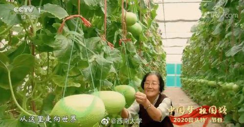 国人吃瓜的热度,揭秘国人热爱的“瓜界”风云