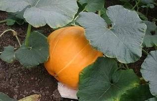 来自吃瓜人的感慨,娱乐圈的繁华与喧嚣