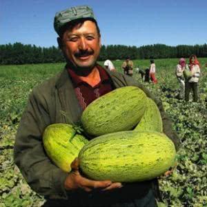 肥乡县城吃瓜,清凉一夏，尽享瓜果飘香