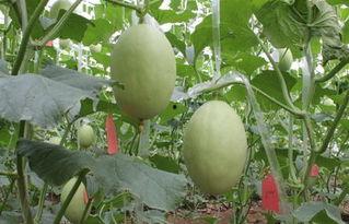 美业人吃瓜,一场关于“吃瓜”的狂欢盛宴