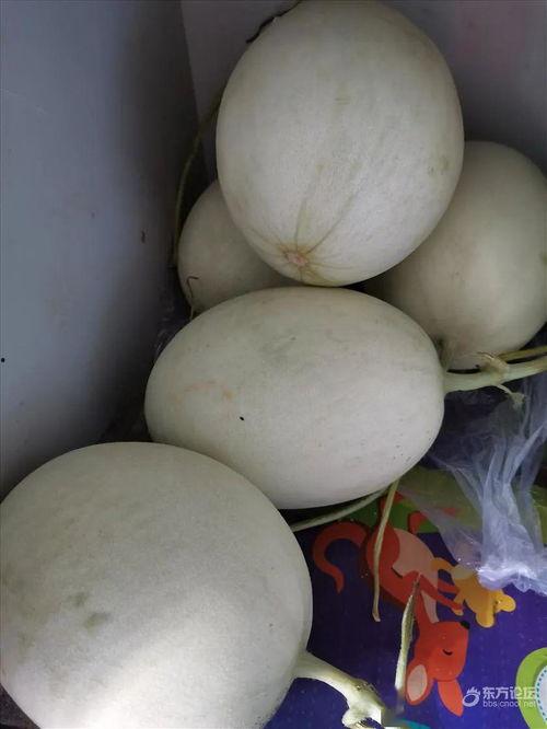 大白在吃瓜风情,揭秘娱乐圈那些不为人知的幕后故事