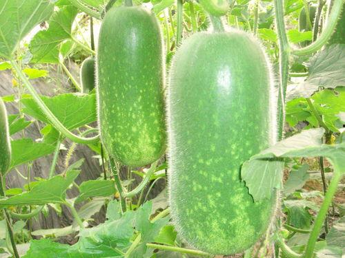 吃瓜的馇,揭秘“吃瓜群众”背后的馇味人生