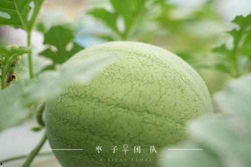 吃自己同学的瓜,揭秘同学间的那些秘密