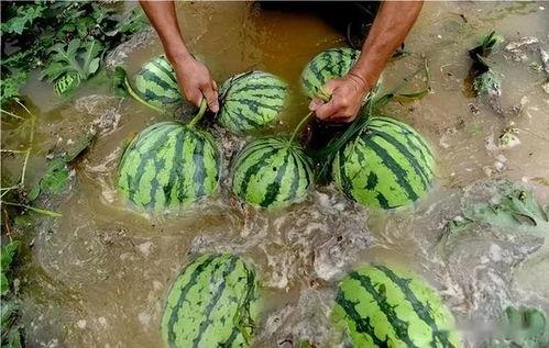 川传教室吃瓜,一场别开生面的“吃瓜”盛宴