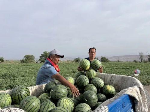 万全吃瓜,揭秘娱乐圈幕后真相