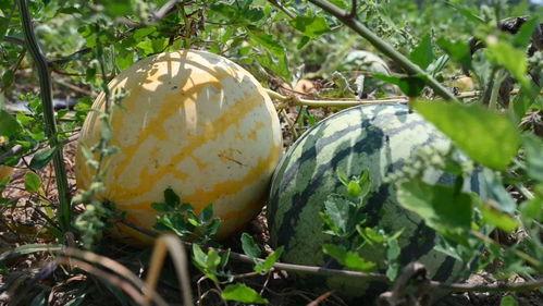 石家庄辛集吃瓜事件,一场网络热议背后的真相探寻