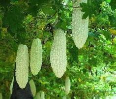 长寿瓜怎么吃降血压,家常降压食谱大公开