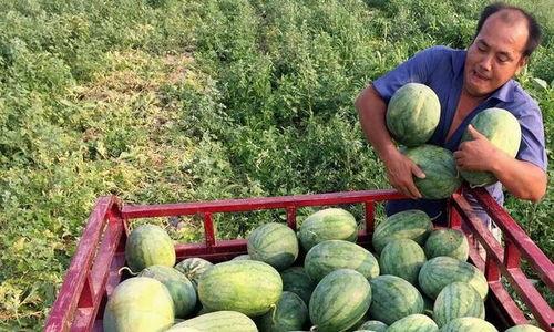 各国人吃瓜,各国人民独特的“吃瓜”文化