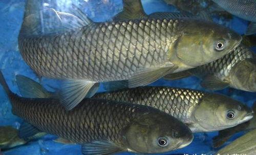 草鱼吃不吃瓜叶子,探究草鱼对瓜叶的喜好