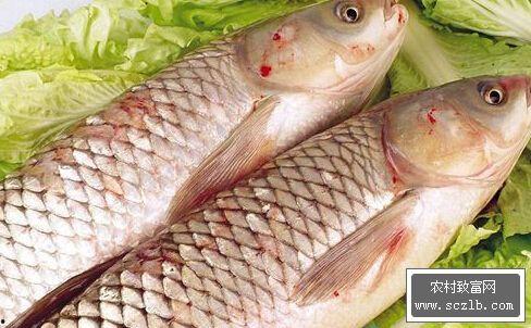 草鱼吃不吃瓜叶子,探究草鱼对瓜叶的喜好