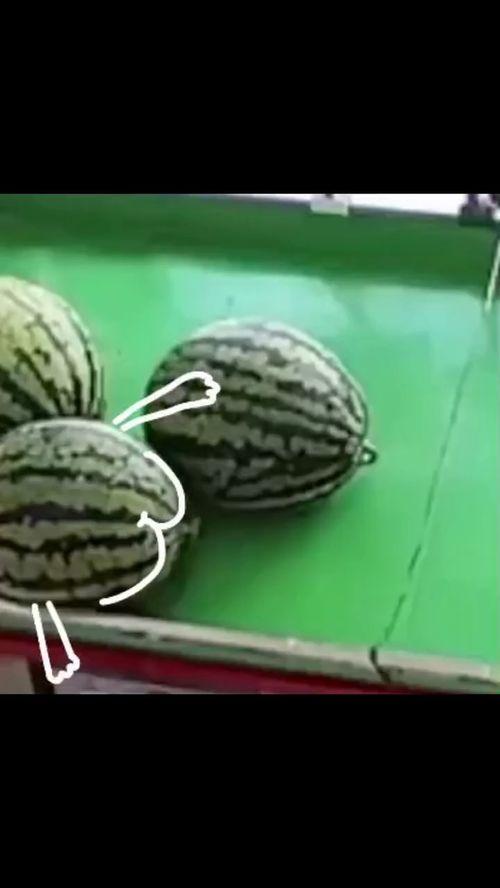 掌瓜会吃手吗,揭秘它们是否吃手之谜