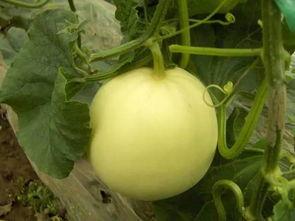 安徽小白瓜怎么吃,解锁美味新体验