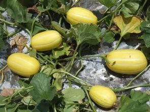 安徽小白瓜怎么吃,解锁美味新体验