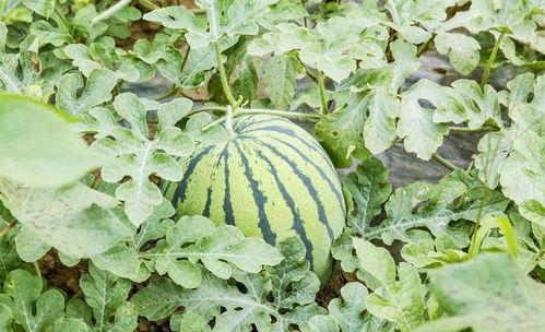 九五吃瓜,揭秘娱乐圈幕后真相