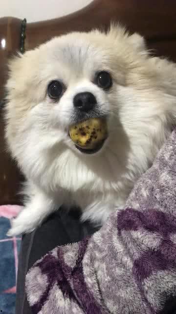 吃瓜小小胖,揭秘娱乐圈的甜蜜与苦涩