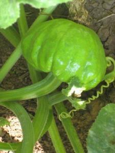 如何捡吃瓜叶子,探寻夏日消暑美食的绿色秘籍