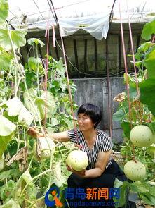 吃瓜即墨太子,揭秘宫廷秘闻背后的真实故事