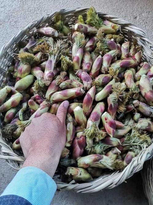 永年ktv圆圆吃瓜,一场吃瓜群众的狂欢