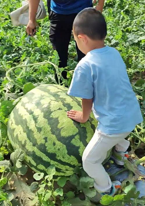 吃瓜群众三号,揭秘娱乐圈幕后风云