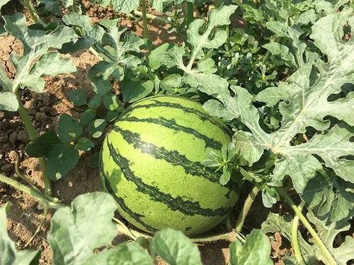 在70年代当群吃瓜群众,群吃瓜群众的激情岁月