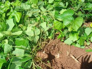 野生山土瓜怎么吃,野生山土瓜的多样食法探索