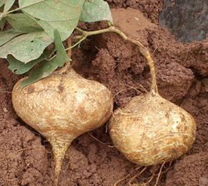 野生山土瓜怎么吃,野生山土瓜的多样食法探索