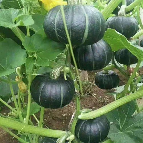 瓜状怎么吃,解锁独特吃法，尽享美味新体验