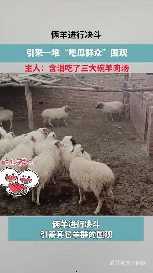 围观吃瓜的羊,吃瓜群众的趣味盛宴