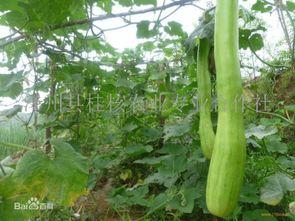 砍瓜怎样炒吃,砍瓜炒制，简单易学的健康佳肴