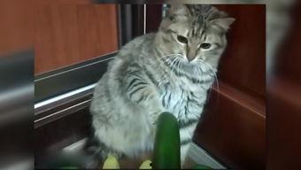 小猫吃瓜视频模板下载,萌态百出吃瓜瞬间