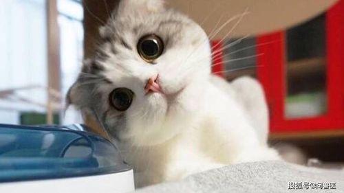 小猫吃瓜视频模板下载,萌态百出吃瓜瞬间