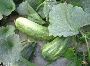 酥瓜腌着吃,传统风味尽享口福