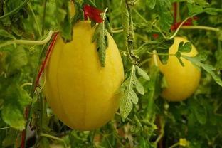 江门吃瓜群,揭秘本地美食圈的热辣故事