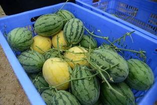 江门吃瓜群,揭秘本地美食圈的热辣故事