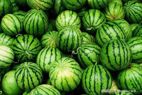 吉林女子吃瓜,吉林女子吃瓜引发全网热议