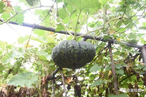 吃瓜模式的视频,短视频中的娱乐狂欢与社交风向标