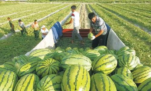 呼市八中吃瓜,一场校园吃瓜大事件的背后真相”
