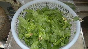 常熟梅李吃瓜,夏日吃瓜盛宴，品味传统与时尚的交融