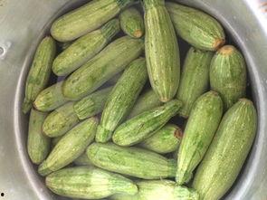 迷瓜咋吃,迷瓜的多样食用方法揭秘