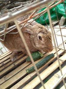 吃瓜小兔兔,揭秘娱乐圈那些不为人知的幕后故事