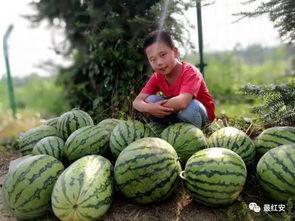 新农吃瓜视频,揭秘农村生活新风尚