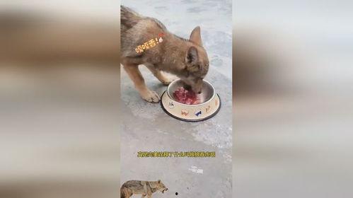 小狼吃瓜切片视频,趣味横生短视频来袭！