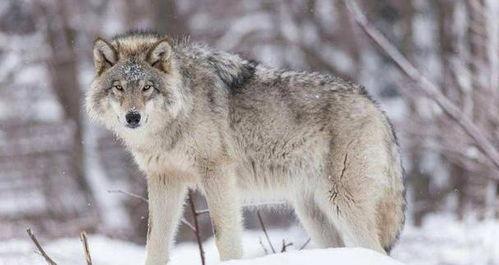 小狼吃瓜切片视频,趣味横生短视频来袭！