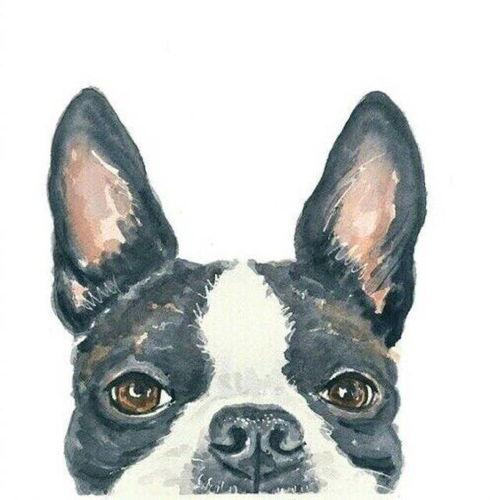 吃瓜狗头情侣头像,吃瓜狗头情侣头像背后的浪漫故事