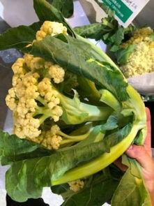 浙江育英吃瓜,吃瓜群众揭秘校园风云