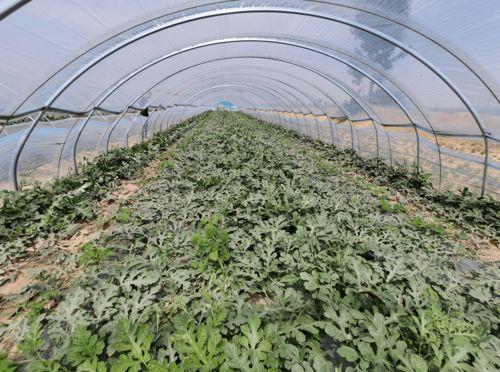 中牟吃瓜大王,揭秘网络红人的崛起之路