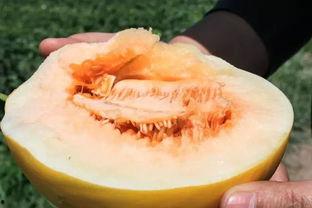 高尿酸可以吃沙漠蜜瓜吗,沙漠蜜瓜的适宜性探讨