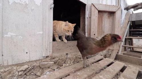 吃瓜鸡舍,一场鸡界的“瓜田”盛宴