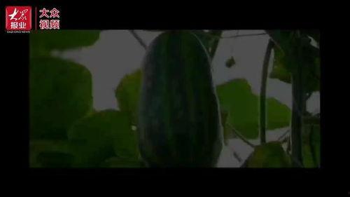 吃瓜视频组,带你领略网络娱乐新风尚